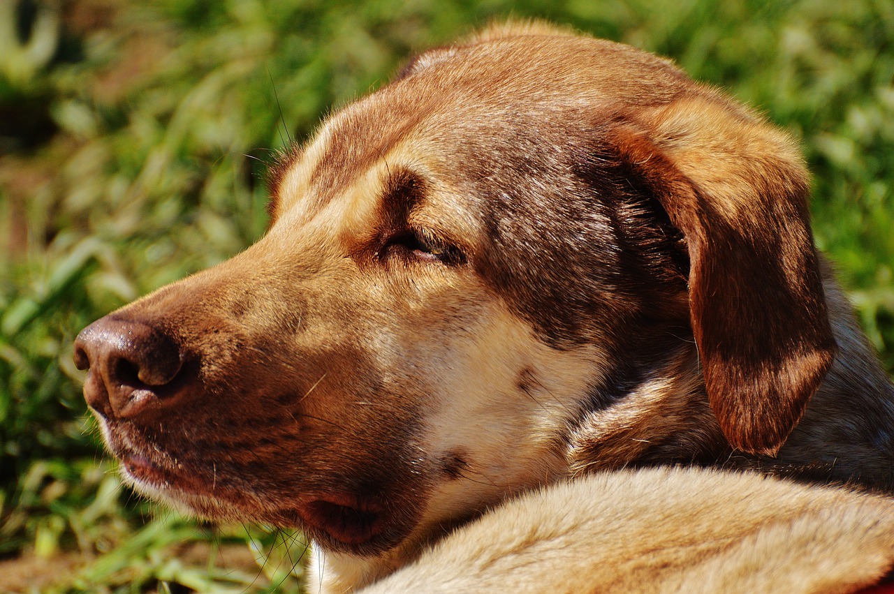 探尋犬界王者風(fēng)采，犬界最大氣的犬種展示